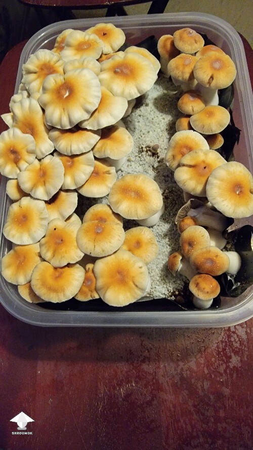 Hillbilly pumpkin mushrooms - pretty big the flush #3
