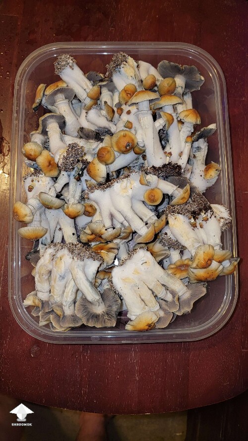 Hillbilly pumpkin mushrooms - pretty big the flush #4