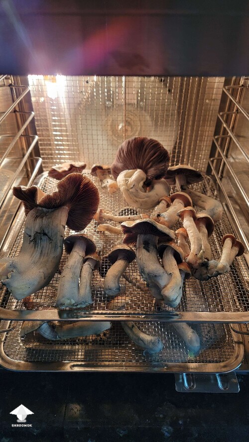 Love hillbilly pumpkin mushrooms - the biggest one is 69 grams