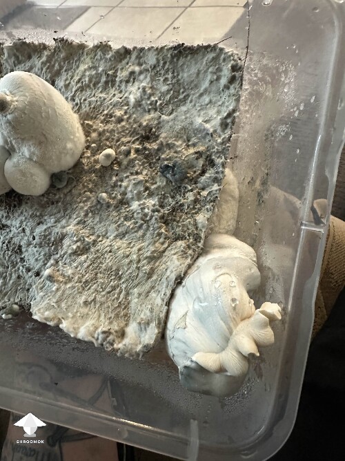 Natal Moon first mushroom after 2 month in fruiting