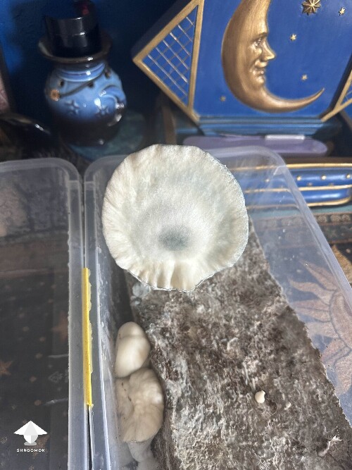 Natal Moon mushroom - opened up this morning #4