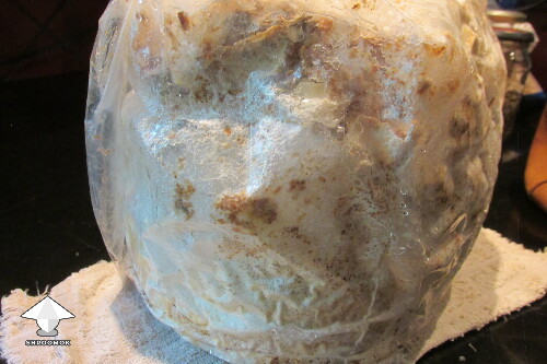 Thumbnail: Vomiting after eating grow bag mushroom... brown and greenish look ok? 68af81aea92c7