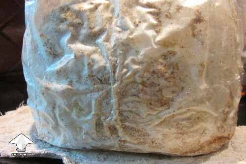 Thumbnail: Vomiting after eating grow bag mushroom... brown and greenish look ok? 68af81b15bc66