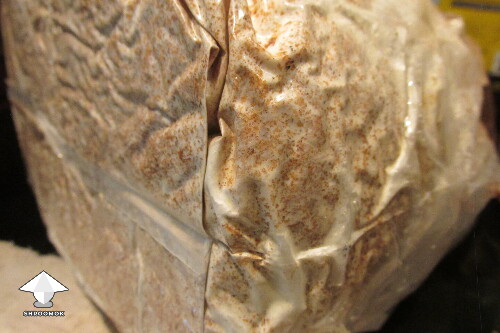 Thumbnail: Vomiting after eating grow bag mushroom... brown and greenish look ok? 68af81b681d08