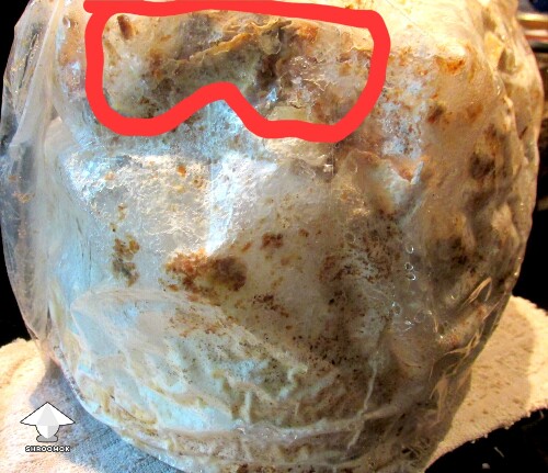 Thumbnail: Vomiting after eating grow bag mushroom... brown and greenish look ok? 68afee13b1412