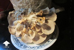 Vomiting after eating grow bag mushroom - update 2