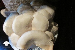 Vomiting after eating grow bag mushroom - update 1 