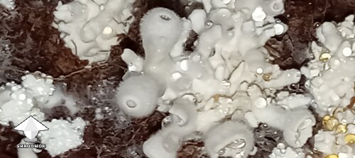 Thumbnail: First grow GT looking weird - 1