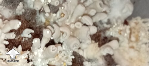 Thumbnail: First grow golden teacher looking weird - 2