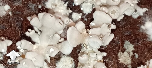 Thumbnail: First grow golden teacher looking weird - 3