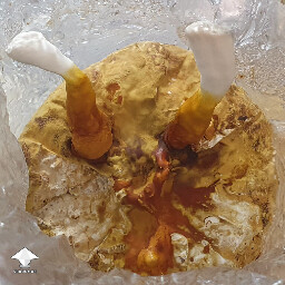Day 145. Reishi - flush 3 - bag 3