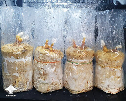 Day 149. Reishi 3rd flush update