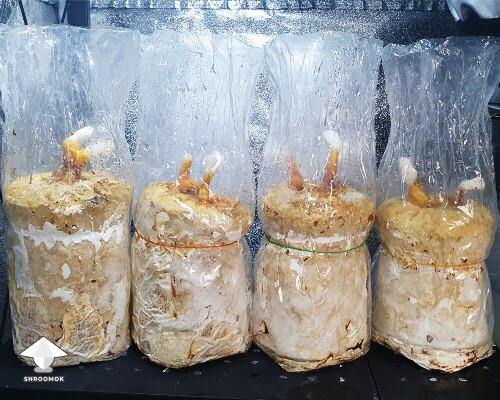 Day 149. Reishi 3rd flush update
