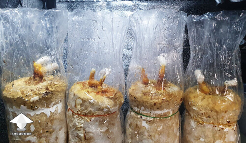 Day 149. Reishi 3rd flush progress
