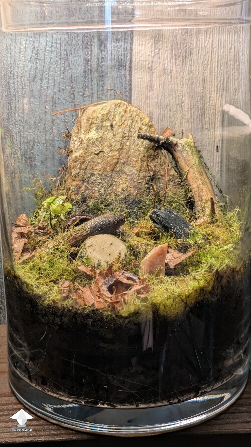 Thumbnail: Unusual closed florarium experiment 68c0193c90f88