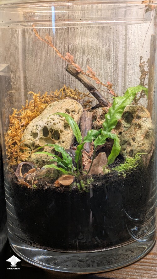 Thumbnail: Unusual closed florarium experiment 68c019415d1c6