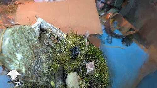 Thumbnail: Unusual closed florarium experiment 68c01a88ce09f