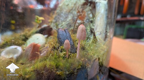 Thumbnail: Unusual closed florarium experiment 68c01a8d09014