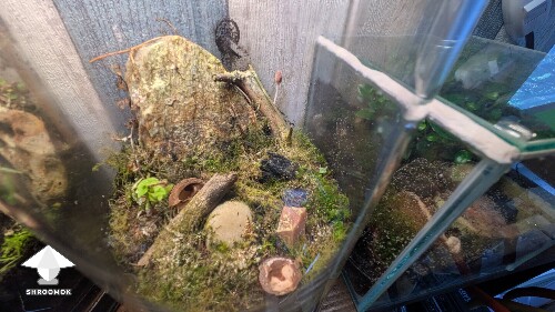 Thumbnail: Unusual closed florarium experiment 68c01a92ead72