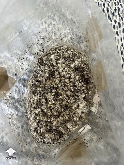 All in one grow bag fruiting problem