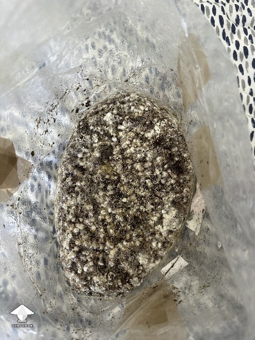 Thumbnail: All in one grow bag fruiting problem