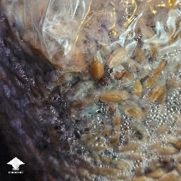 Slightly Grey Greenish color on some of the grain, other areas growing healthy mycelium. Is this contaminated? 68d8255d1679d