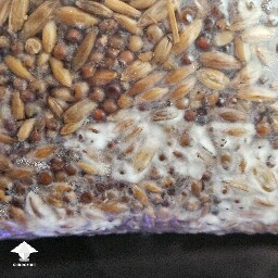 Slightly Grey Greenish color on some of the grain, other areas growing healthy mycelium. Is this contaminated? - 1
