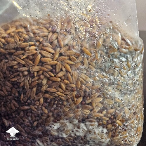Slightly Grey Greenish color on some of the grain, other areas growing healthy mycelium. Is this contaminated? 68d8255a61404