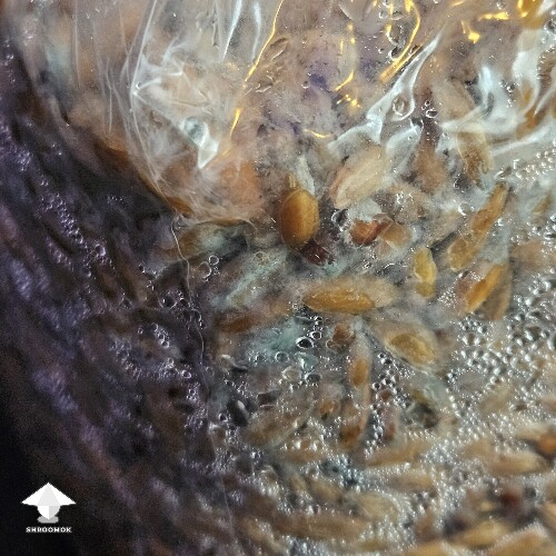 Slightly Grey Greenish color on some of the grain, other areas growing healthy mycelium. Is this contaminated? 68d8255d1679d