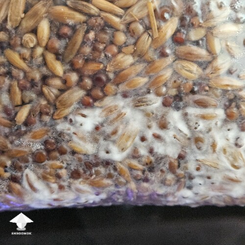 Slightly Grey Greenish color on some of the grain, other areas growing healthy mycelium. Is this contaminated? - 1