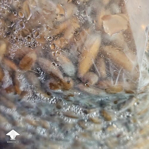 Slightly Grey Greenish color on some of the grain, other areas growing healthy mycelium. Is this contaminated? 68d82561ed494