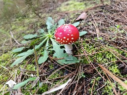 Amanita muscaria mushroom