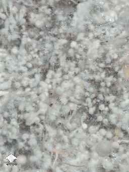 APE or KAPE or mutated Albino A plus mushroom strain
