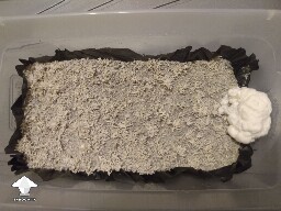 Chocolate Krinkle brain