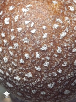 Cool little specks of mycelium on mushroom cap - Penis Envy