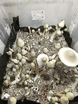 Cubensis Albino A plus AA+ #2