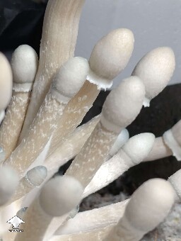 Cubensis Albino A+ shrooms
