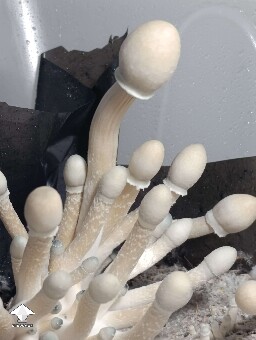 Albino A+ mushrooms