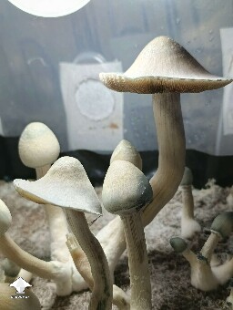 Cubensis Albino A plus AA+