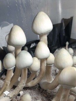 Cubensis AA+