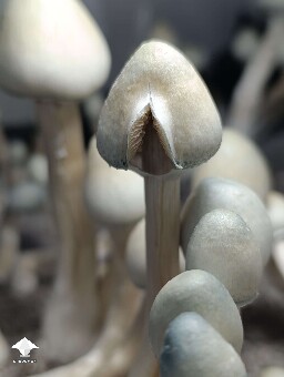 Cubensis Albino A+ (AA+) mushrooms