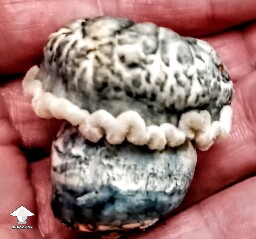 Cubensis APE wavy cap