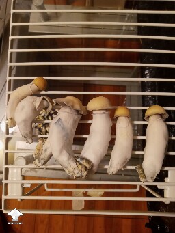 Cubensis Hillbilly pumpkin