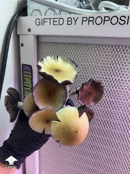 Cubensis Machine Elf F2 mushrooms #2