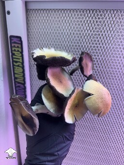 Cubensis Machine Elf F2 mushrooms