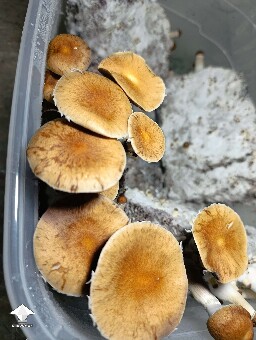 Mazatapec shrooms