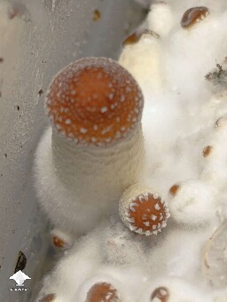 Cubensis Mazatapec mushrooms
