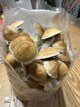 Cubensis McKennaii ready to harvest