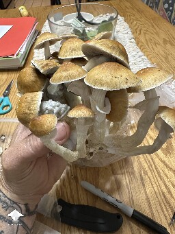 Cubensis McKennaii