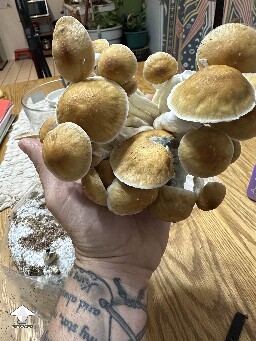 Cubensis McKennaii cluster
